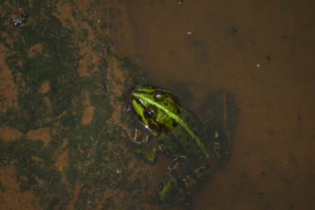 On this photo is green frog in some water.の写真素材