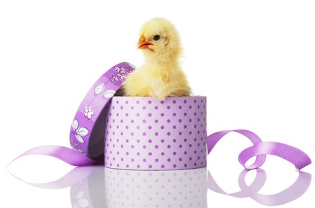 The chicken looks out from a gift box. Isolated over white.の写真素材