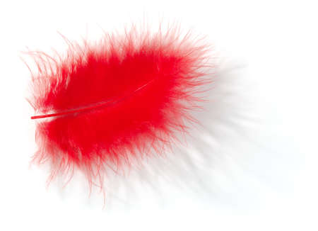Red feather with shadow on white background.の写真素材
