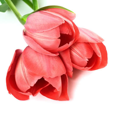 Tree red tulips on white backgroundの写真素材