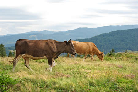Grazing cows group on green mountainside.の写真素材