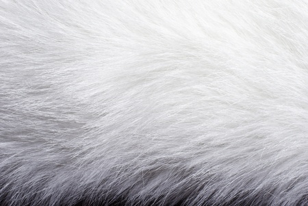 Closeup of white fur background textureの写真素材