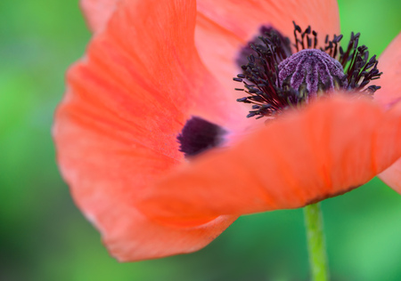 Poppy flower close upの写真素材