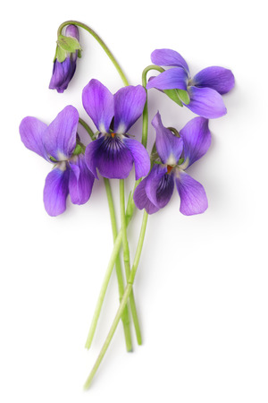 Five flowers of Víola odoráta isolated over white .の写真素材