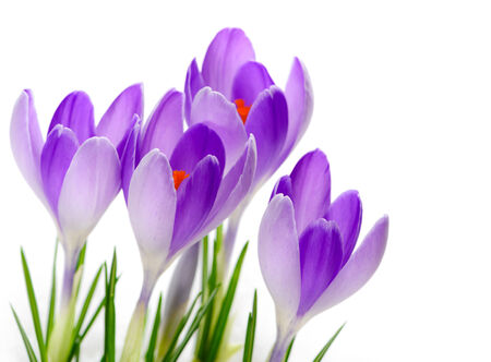 Flowering Purple Crocuses Vanguard close up, isolated on white background.の写真素材