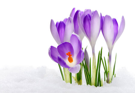 Purple Crocuses Vanguard, flowering amid thawing snowの写真素材