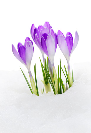 Purple Crocuses Vanguard, flowering amid thawing snowの写真素材
