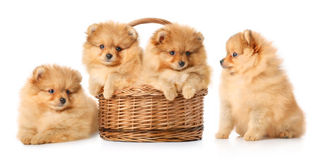 Four spitz puppies in a basket. Isolated over white.の写真素材