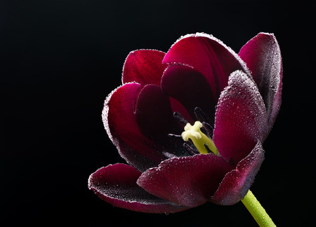 Stunning, purple-black Triumph Tulip "Paul Scherer". の写真素材