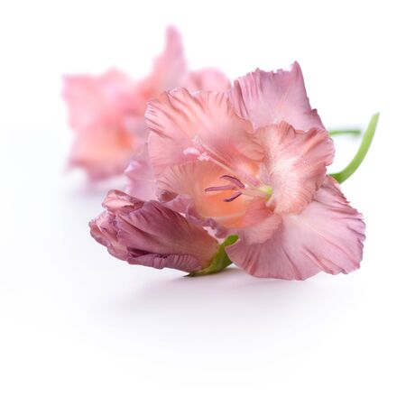 Brown gladiolus flower isolated on white backgroundの写真素材