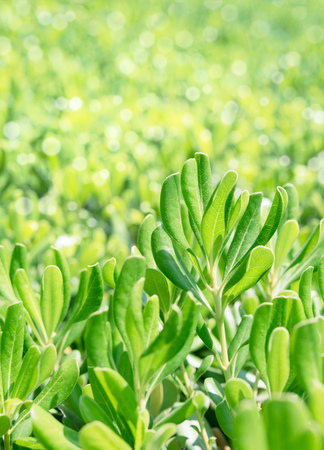 Spring green leaves background with selective focusの写真素材