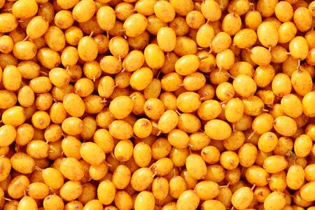 Fresh orange sea buckthorn berries as a backgroundの写真素材