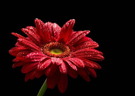 Red gerbera with water drops isolated on black backgroundの写真素材