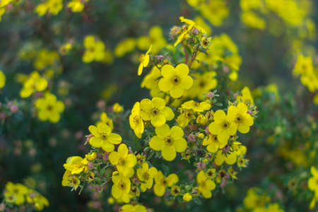 Branch of blooming yellow flowers on a green background with blurred yellow flowers