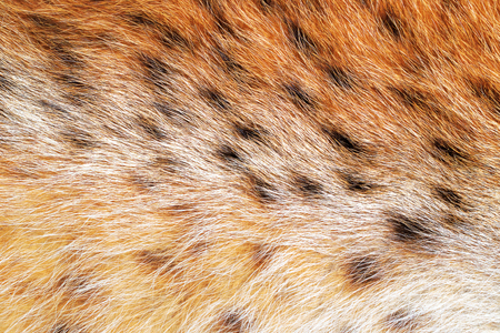 Texture spotted wild animal fur . Wild forest lynx .の写真素材