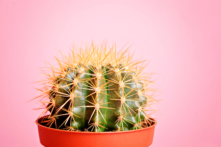 Cactus in a pot on a pink background.の写真素材