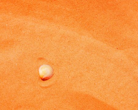 Background, sea theme, natural background. The shell lies on the sandy shore. Tinted in color Lush Lava の写真素材