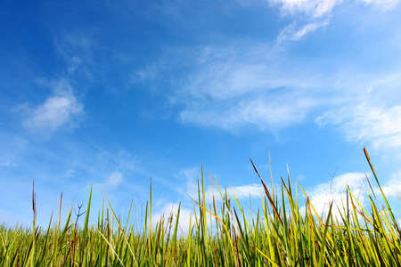 Grass and cloudy sky の写真素材