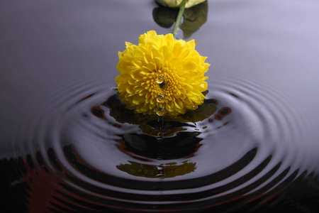 Water drops and Calendula flowersの写真素材