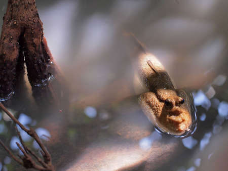 A beautiful Mudskipper relax in the water