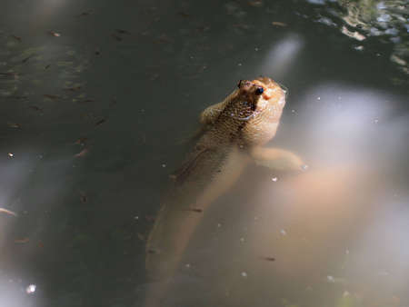 A beautiful Mudskipper relax in the water