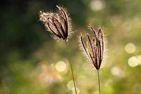 glow grass in natrureの写真素材