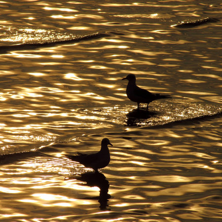 seagulls silhouette in the seaの写真素材
