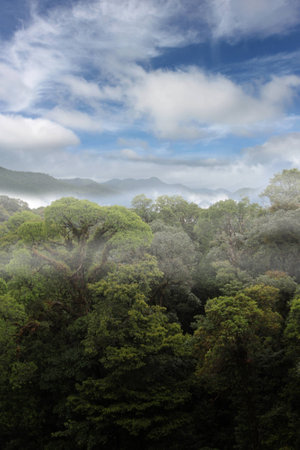 rain forest ,fog and clouds