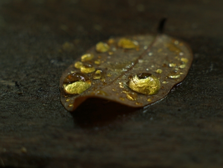 leaf with water dropsの写真素材