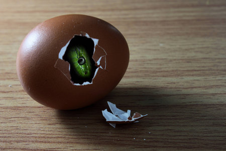 snakeの写真素材