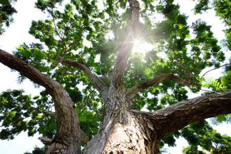 tree, branchs, leaves and sun light for backgroundの写真素材