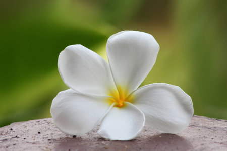 frangiprani , tample flower for background from natureの写真素材