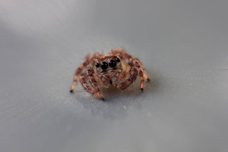 Close up a small jumper spider from thailandの写真素材