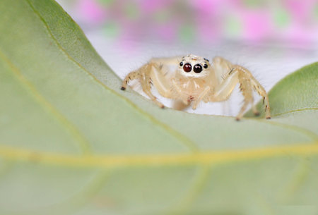 Close up a small jumper spider from thailand