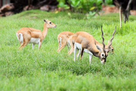 african deer family eating in the fieldの写真素材