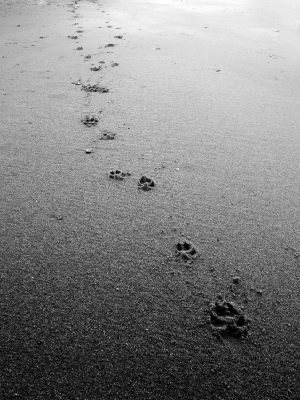 black and white Dog footsteps in sandの写真素材