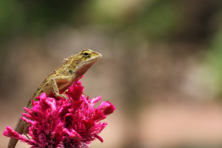 beautiful close up red lizard in nature の写真素材
