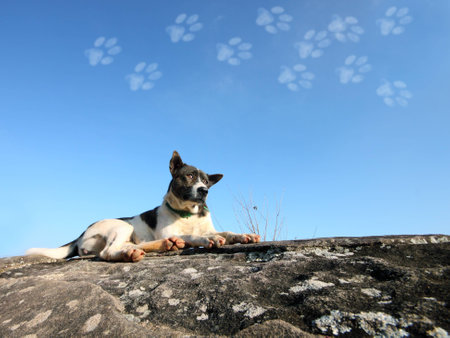 the dog thinking to walk on the skyの写真素材