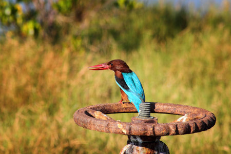white-throated kingfisher standing on steelの写真素材