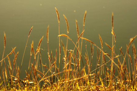 grass flower and water background in warm lightの写真素材
