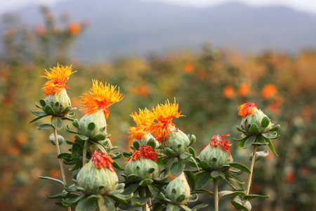 safflower in the farmの写真素材