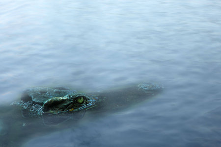 crocodile waiting for something in the riverの写真素材