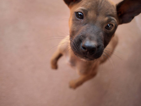 A naughty little dogの写真素材