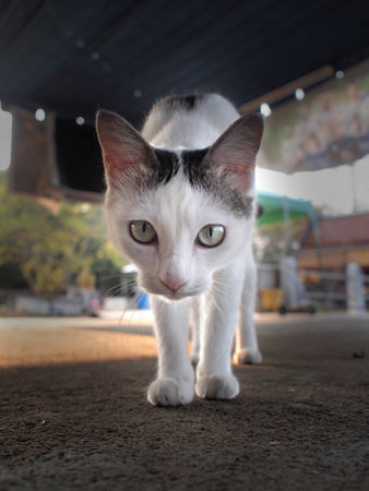 a beautiful cat look into somethingの写真素材