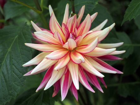 beautiful large Dahlia in the gardenの写真素材