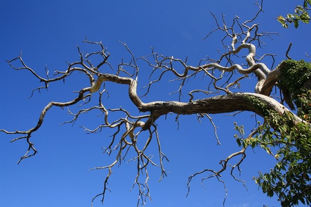 Dead branchesの写真素材