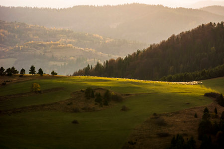 sheep in the mountainsの写真素材