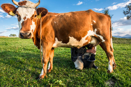 milking the cowの写真素材