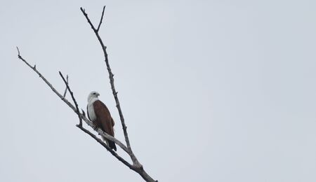 White-Bellied Sea Eagle in Yala National Park, Sri Lankaの写真素材