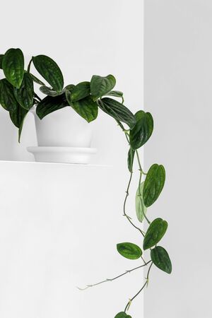 Modern houseplants on a white shelf in the white living room, minimal creative home decor concept, Monstera Peru or Monstera Karstenianumの写真素材